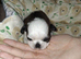 Imperial dobie shih tzu