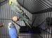 Budgie Family with Cage and Accessories