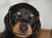 REDUCED Beautiful Miniature Dachshunds Carefully Raised - Red and Black and Tan