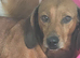 Standard dachshund bitch