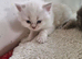 British short haired cross kittens for sale