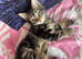 Male kittens ready now