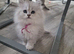 Pure British Longhaired white-silver kittens