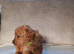 Toy poodle