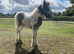 Billy boy colt foal