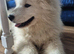 Beautiful samoyed