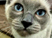 Beautiful Ragdoll girl