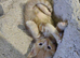 Ragdoll X kittens ready now