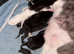 2 left girls British short hair cross kittens