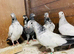Pigeons Pakistani highflying