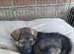 German Shepherd Puppies