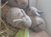 Baby rabbits