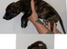 Lurcher puppies for sale