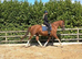 Quality 15.3hh 8yr old