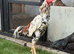 Shamo cock for sale