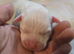 8 American bulldog pups left  ready to go soon
