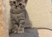 Scottish Fold Kittens for Sale
