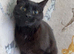 Bonded pair of loving indoor cats looking for a calm home