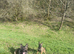 2x Belgian mal 18 month male 7 month female