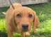 BEAUTIFUL LABRADOR PUPPY FOR SALE!