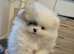 Boy pom