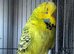 Quality birds