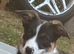4 month old puppy for sale