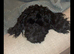 beautifull cockerpoo