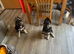 3 female puppy ready to home
