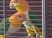 Breeding pair of caiques with cage ect.