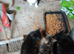 Beautiful, friendly, pkayful little boy kittens