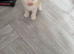 PEDIGREE MAINE COON KITTENS