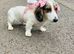Mini dachshund