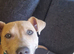 Staffordshire bull terrior