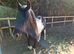 2 yr old cob x mare to make 13.2