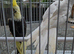 Pair cockateils