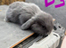 1 Pure Mini Lop Doe | Blue