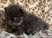 Exclusive Stunning KC reg Teddy Bear Poms