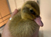 Indian runner ducklings available from 22nd April