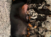 Pure-bred Mini Dachshund Puppies – Ready For Their Forever Homes!
