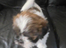 4 lahasa apso for sale