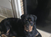 Last Females Available &ndash; Strong German Style