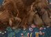 Beautiful boy available kc registered