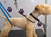 Lakelandterrier KC REGISTERED For stud
