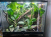 Dentrobates auratus