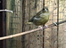 Green Finch Breeding Pair