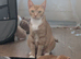 Beautiful ginger kittens