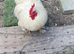 Pekin Bantam cockerels in need of new homes