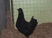 Silkie x Dorking Bantams