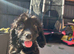 11 week old cockapoo